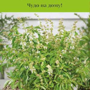 Семена  Поиск Инвест