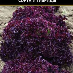 Семена  Поиск Инвест