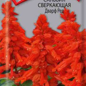 Семена  Поиск Инвест